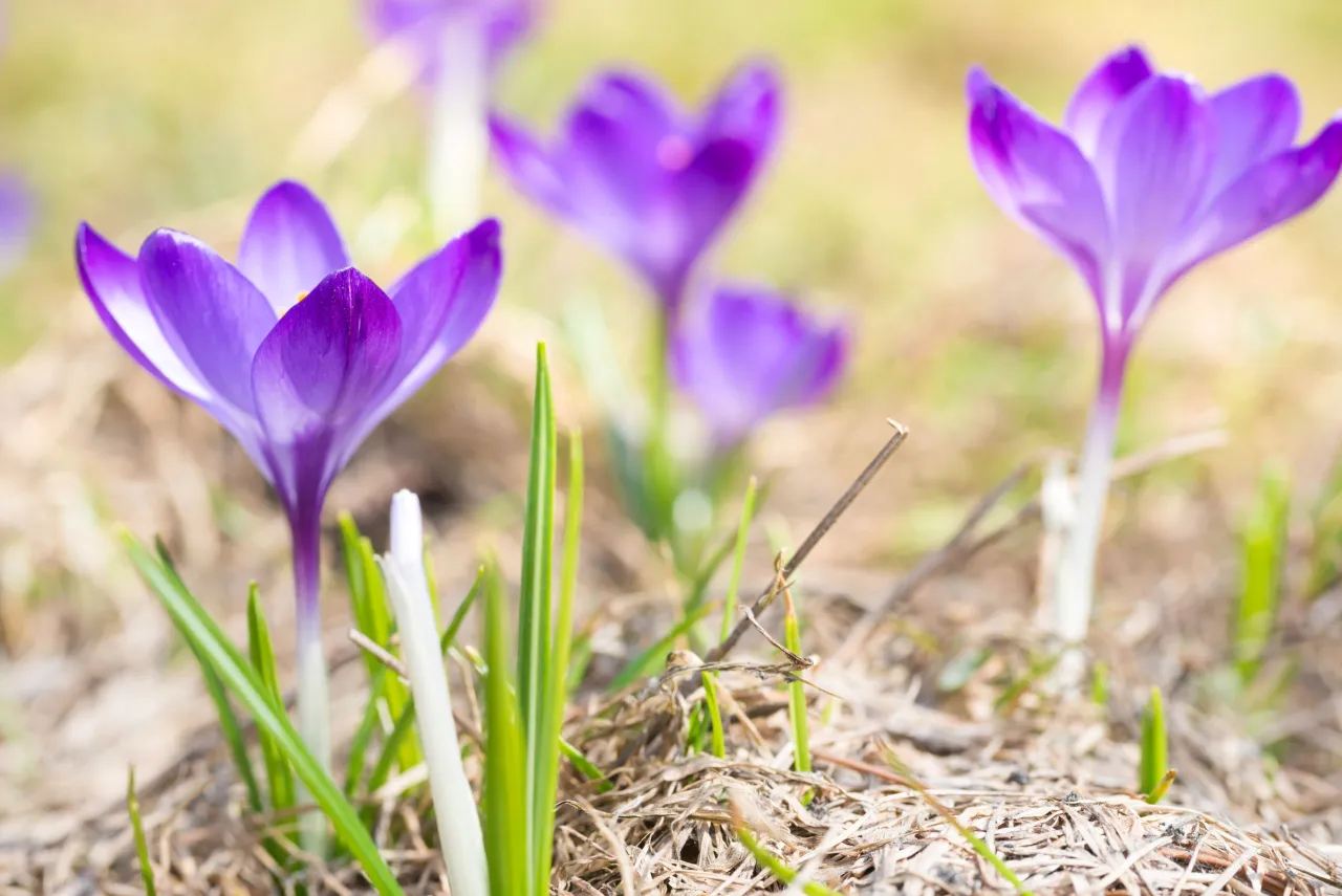 krokus